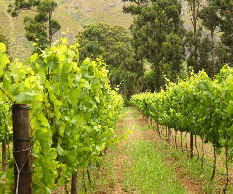 Rows of grapevines with green leaves grow in a vineyard, bordered by tall trees and a grassy path between the rows.